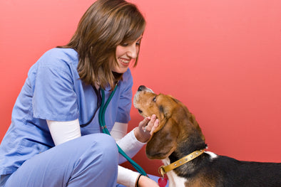 5 Tools Every Veterinarian Should Have
