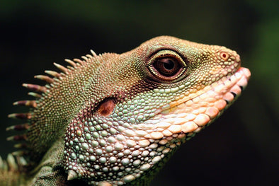 Ultrasound Use For Reptiles On The Rise | KeeboVet Ultrasound Machines Blog