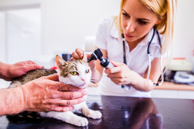 3 Ways to Upgrade Your Veterinary Practice