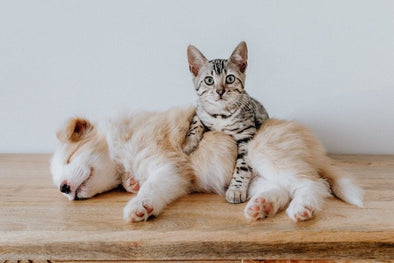 Cats Vs Dogs in Veterinary Ultrasound Care | KeeboVet Blog