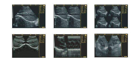 WED-3100 Demo Ultrasound with Clear Images | KeeboVet