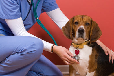 A Simple Guide to Open Your Own Veterinary Practice