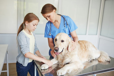 5 Considerations When Purchasing Veterinary Ultrasound Machines