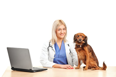 Basic Ultrasound or Advanced Ultrasound for Veterinary Medicine - Choice? | KeeboVet Blog