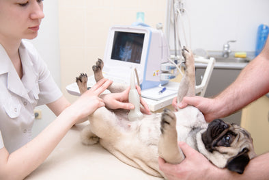 Advantage of Ultrasound Gel in Veterinary Ultrasound Scanning