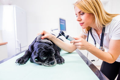 3 Ways To Implement A Veterinary Ultrasound In Your Field