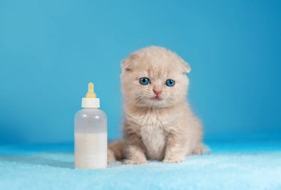 Why Your Cat Could Need an Ultrasound & what's involved