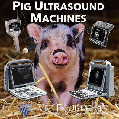 Pig, Swine Ultrasounds