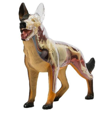 Veterinary 4D Dog Anatomical Model