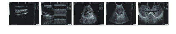 WED-3000Vet Handheld Ultrasound Scanner Sample Images